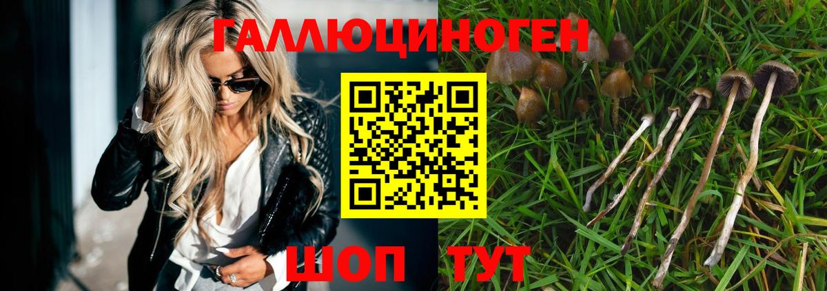 Галлюциногенные грибы Psilocybine cubensis  Галлюциногенные грибы прущие грибы  Вход с VPN  Рославль 
